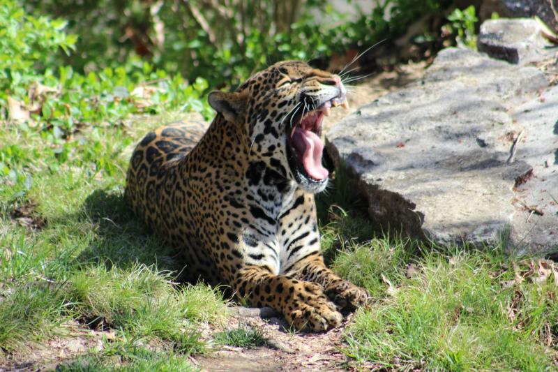 jaguar-yawn-switek.jpg